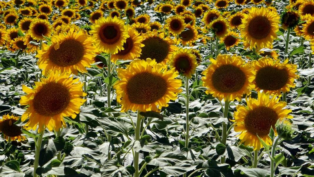 O kentle özdeşleşti: Yüzlerce aile için gelir kapısı! Yurt dışına da ihraç ediliyor 9